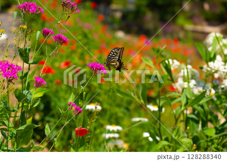 A butterfly sits on a wild flower. Butterflies sit on flowers, drink nectar. 128288340