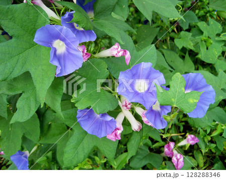 開花した薄い青紫色のアサガオの花と萎んだ赤紫色のアサガオの花 128288346