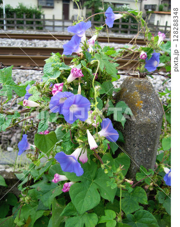 開花した薄い青紫色のアサガオの花と萎んだ赤紫色のアサガオの花 開花した薄い青紫色のアサガオの花と萎んだ赤紫色のアサガオの花 128288348