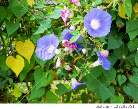 開花した薄い青紫色のアサガオの花と萎んだ赤紫色のアサガオの花 128288351