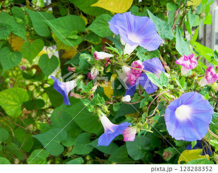 開花した薄い青紫色のアサガオの花と萎んだ赤紫色のアサガオの花 128288352