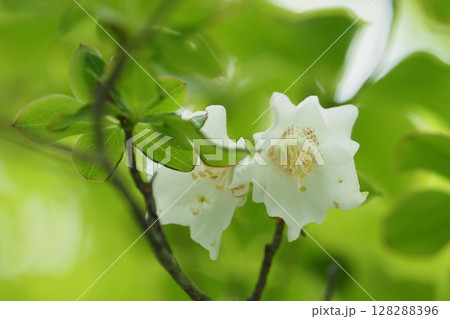 大台ケ原のシロヤシオの花 128288396