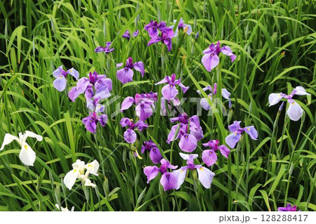 高瀬裏川水際緑地公園の花ショウブ 高瀬裏川水際緑地公園の花ショウブ 128288417