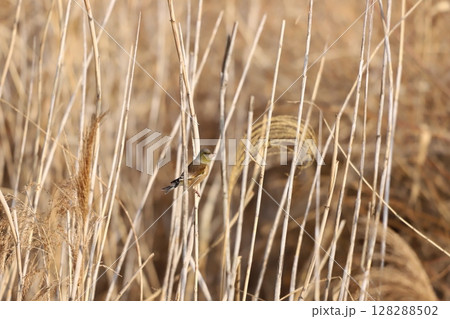 葦に止まっているカワラヒワ 128288502
