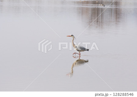 水辺で歩きながら魚を探すアオサギ 水辺で歩きながら魚を探すアオサギ 128288546
