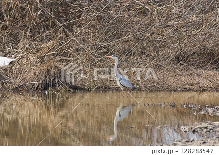 水辺で歩きながら魚を探すアオサギ 128288547