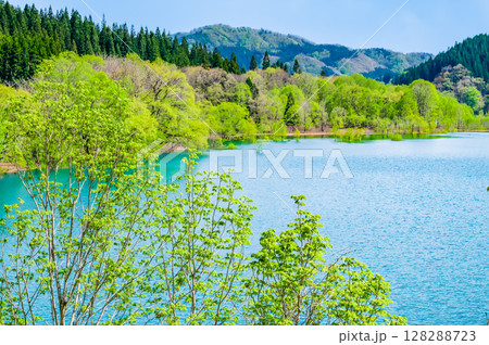 秋田 秋扇湖の水没林 128288723