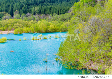 秋田 秋扇湖の水没林 128288727