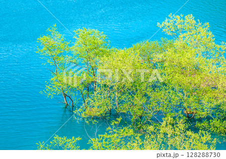 秋田 秋扇湖の水没林 128288730
