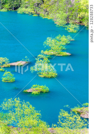 秋田 秋扇湖の水没林 128288733