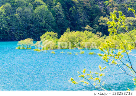 秋田 秋扇湖の水没林 128288738