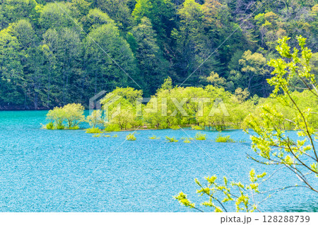 秋田 秋扇湖の水没林 秋田 秋扇湖の水没林 128288739