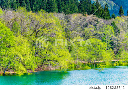 秋田 秋扇湖の水没林 128288741