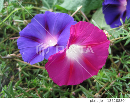 開花した濃い青紫色のアサガオの花と濃い赤紫色のアサガオの花 開花した濃い青紫色のアサガオの花と濃い赤紫色のアサガオの花 128288804