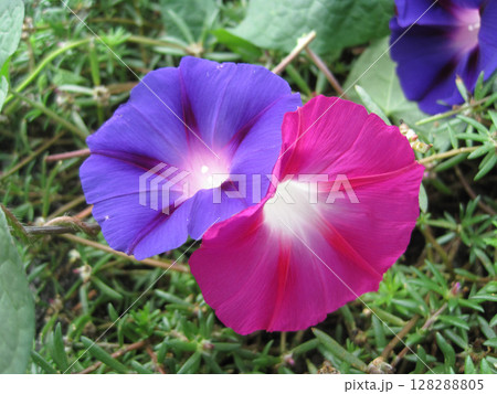 開花した濃い青紫色のアサガオの花と濃い赤紫色のアサガオの花 開花した濃い青紫色のアサガオの花と濃い赤紫色のアサガオの花 128288805