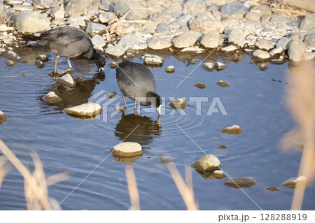浅瀬を歩くオオバン 128288919