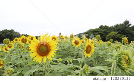 夏の花のある風景 夏の花のある風景 128289135