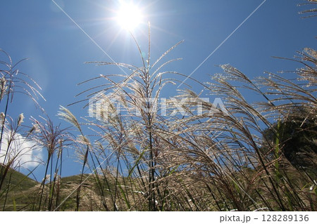 太陽に照らされるススキ 太陽に照らされるススキ 128289136