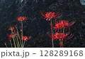 赤い彼岸花 128289168