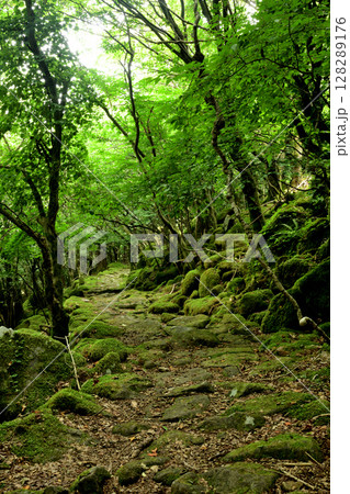 東海自然歩道(大洞山)・苔の道　【三重県津市美杉町】　 128289176