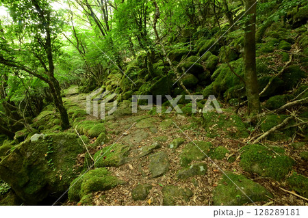 東海自然歩道(大洞山)・苔の道 【三重県津市美杉町】 東海自然歩道(大洞山)・苔の道 【三重県津市美杉町】 128289181