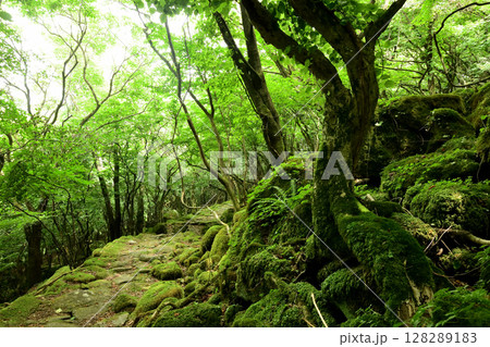 東海自然歩道(大洞山)・苔の道　【三重県津市美杉町】　 128289183