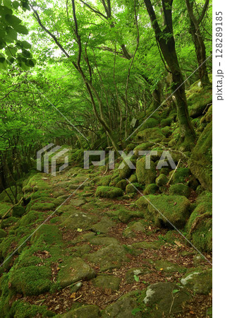 東海自然歩道(大洞山)・苔の道 【三重県津市美杉町】 東海自然歩道(大洞山)・苔の道 【三重県津市美杉町】 128289185