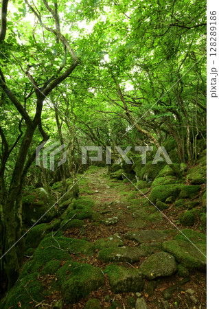 東海自然歩道(大洞山)・苔の道　【三重県津市美杉町】　 128289186