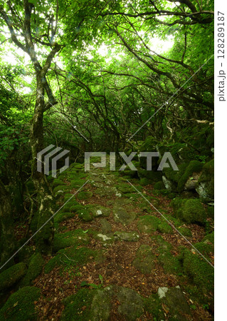 東海自然歩道(大洞山)・苔の道　【三重県津市美杉町】　 128289187