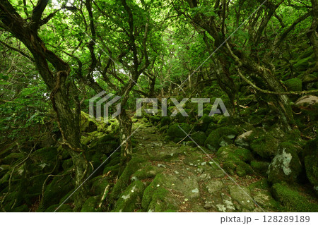 東海自然歩道(大洞山)・苔の道　【三重県津市美杉町】　 128289189