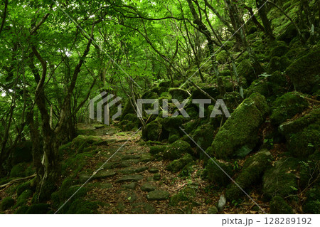 東海自然歩道(大洞山)・苔の道 【三重県津市美杉町】 東海自然歩道(大洞山)・苔の道 【三重県津市美杉町】 128289192
