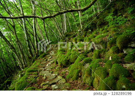 東海自然歩道(大洞山)・苔の道　【三重県津市美杉町】　 128289196