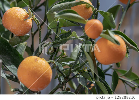 a Nagami kumquat tree (Citrus margarita) are characterized by their small. a Nagami kumquat tree (Citrus margarita) are characterized by their small. 128289210
