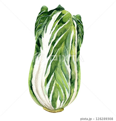 Chinese cabbage head for kimchi - hand drawn watercolor illustration isolated on white background for fabric, textile, prints, design. Chinese cabbage head for kimchi - hand drawn watercolor illustration isolated on white background for fabric, textile, prints, design. 128289308
