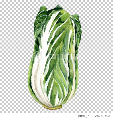 Chinese cabbage head for kimchi - hand drawn watercolor illustration isolated on white background for fabric, textile, prints, design. Chinese cabbage head for kimchi - hand drawn watercolor illustration isolated on white background for fabric, textile, prints, design. 128289308