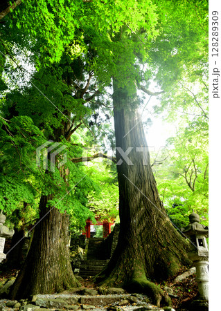 御嶽山真福院(大杉・山門)　【三重県津市美杉町】 128289309