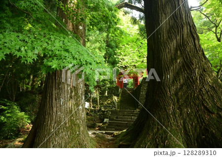 御嶽山真福院(大杉・山門) 【三重県津市美杉町】 御嶽山真福院(大杉・山門) 【三重県津市美杉町】 128289310