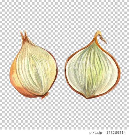 Onion slices, golden onion halves - hand drawn watercolor illustration, isolated on white background for fabric, textile, prints, design Onion slices, golden onion halves - hand drawn watercolor illustration, isolated on white background for fabric, textile, prints, design 128289314