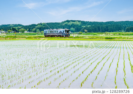 由利高原鉄道　水田を駆ける列車（曲沢-前郷） 128289726