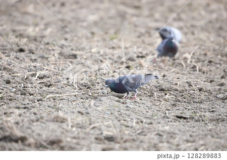 田んぼで餌を食べている鳩 128289883