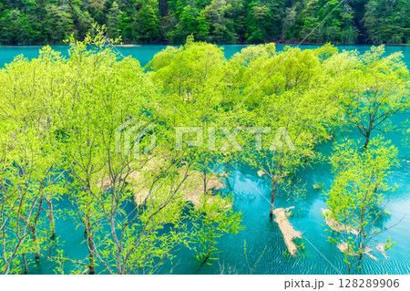 秋田 秋扇湖の水没林 秋田 秋扇湖の水没林 128289906