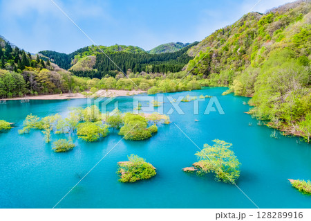 秋田 秋扇湖の水没林 128289916