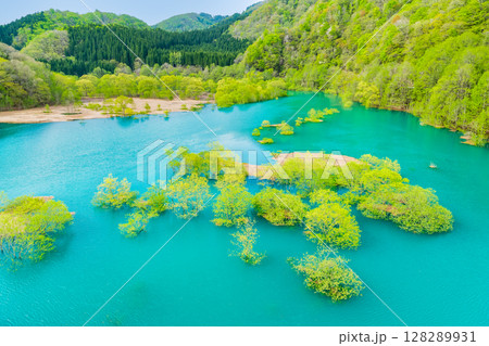 秋田 秋扇湖の水没林 128289931