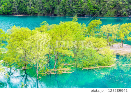 秋田 秋扇湖の水没林 128289941