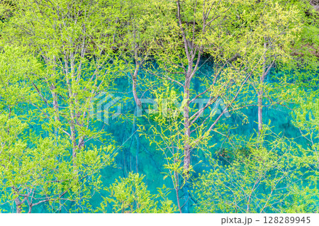 秋田 秋扇湖の水没林 秋田 秋扇湖の水没林 128289945
