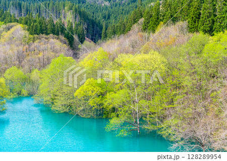 秋田 秋扇湖の水没林 128289954