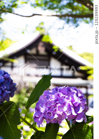 本土寺 寺の境内に咲く紫陽花 本土寺 寺の境内に咲く紫陽花 128289993