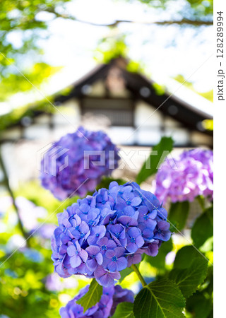 本土寺　青い紫陽花 128289994