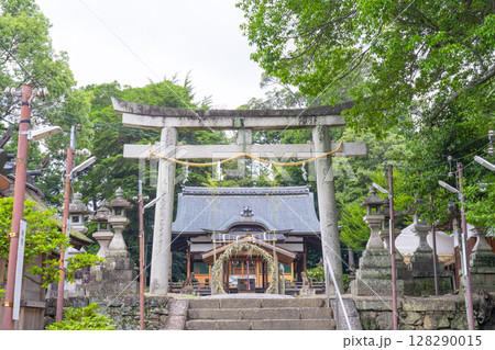 京都　棚倉孫神社　茅の輪くぐり 128290015