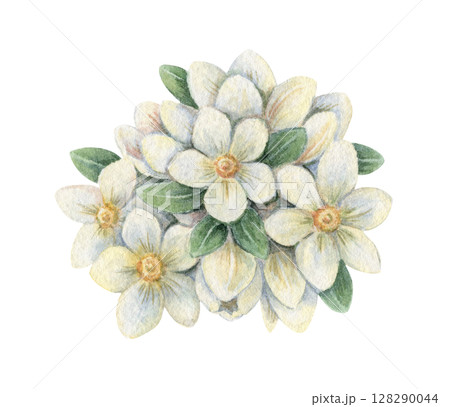 White jasmine flower arrangement in a vintage Easter theme. Realistic hand drawn watercolor illustration with leaves. Perfect for card design. Ideal for festive decor and spring holiday decorations. 128290044